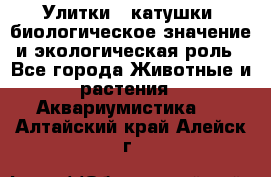 Улитки – катушки: биологическое значение и экологическая роль - Все города Животные и растения » Аквариумистика   . Алтайский край,Алейск г.